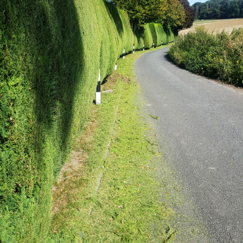 Hedge Cutting company in Somerton by Ova the Hedge