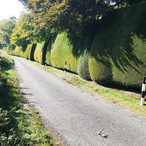 Hedge Cutting in Somerton by Ova the Hedge